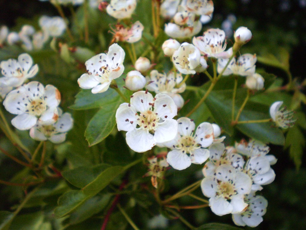 Hawthorn Berry - The Heart Herb - Be A Courageous Family