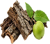 Black walnut bark with leaves and a green black walnut fruit on a clear background