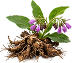 Fresh comfrey root, flower and leaves on a transparent background