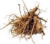 A close-up of a natural gravel root or tuber root system with fibrous roots and a small central stem, isolated on a transparent background.