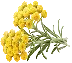 Yellow helichrysum flowers on leafy green stems on a white background