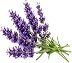 A close-up of a lavender sprig with dense purple flowers and green stems on a transparent background.
