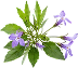 a lobelia plant with flower and leaves on a transparent background.