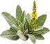 A close-up of a Mullein plant with broad leaves and a small yellow flower on a transparent background.