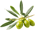 Green olives on a branch with olive leaves, isolated on a transparent background.