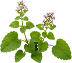 Fresh skullcap leaf and flower on a transparent background