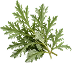 Wormwood leaf on a transparent background